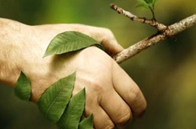 main plante